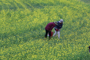 田间劳作的农民