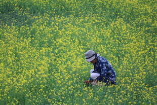 田间劳作的农民