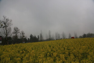 金黄油菜花田的朦胧景致