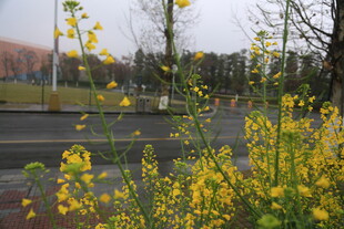 路边绽放的灿烂黄色小花