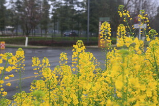 路边绽放的灿烂黄色花朵