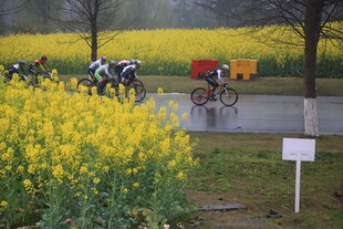 油菜花田中的骑行比赛