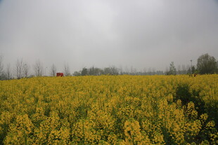 金黄油菜花田的美丽景致