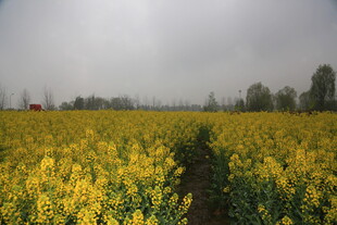 金黄油菜田 春日田园风光