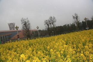 金黄油菜花海田园风光