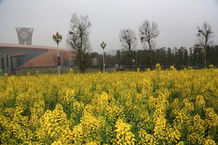 金黄油菜花田的美丽景致