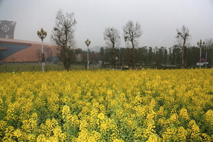 金黄油菜花海美景