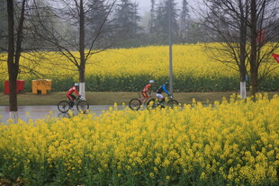 春日骑行于烂漫油菜花田