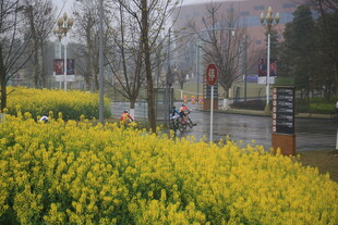 春日黄花盛开的城市街景