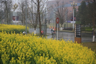春日街头盛开的黄色花丛