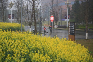 雨中绽放的金黄花卉景观