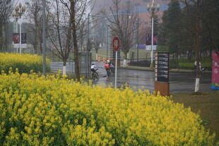 春日街头的灿烂黄色花丛