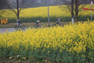 骑行于金黄油菜花田旁