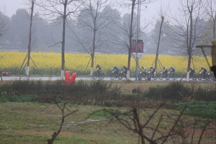 春日骑行于金黄油菜田间