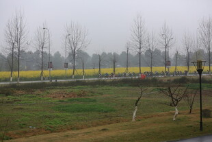 雾中田野与稀疏树木景观