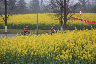 骑行于烂漫油菜花田间