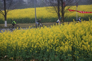 骑行于金黄油菜花田间