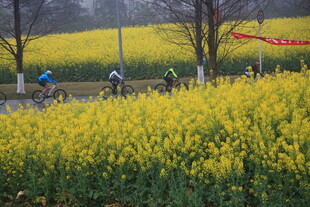 骑行于金黄油菜花田间