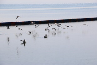 海边栈桥群鸟栖息景象