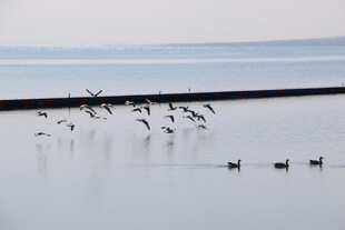 水面飞鸟群游美丽景象