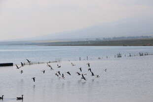 湖畔群鸟栖息的静谧画面