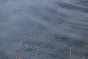 水面上的稀疏枯草