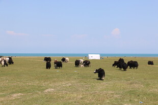 草原上的牦牛群