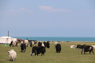 草原上的牛羊与湖畔风光