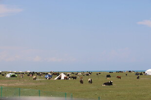 草原上的帐篷与牲畜