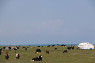 草原上的牦牛与白色毡房