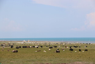 草原上的牛羊群