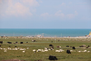 草原湖畔牛羊群景
