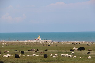 草原湖畔牛羊牧场景象