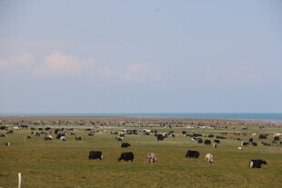 草原上的牲畜与广阔风景