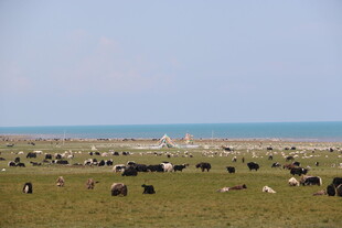 草原上的牛群与辽阔海景