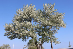 蓝天映衬下的葱郁树木