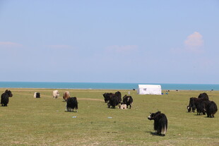 草原上的牦牛群