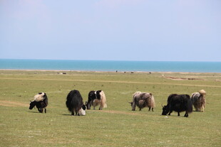 草原上的牦牛群