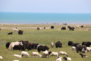 草原上牛羊成群景象