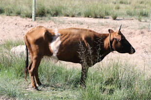 田野中的棕色奶牛