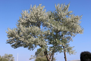 蓝天映衬下的茂盛树木