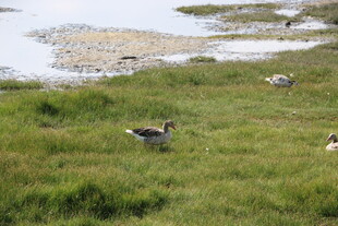 草原上的几只觅食野禽