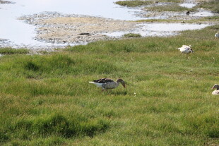 草原湿地中的鸟类身影