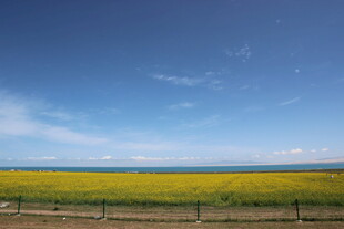 金黄花海与蓝天碧海美景