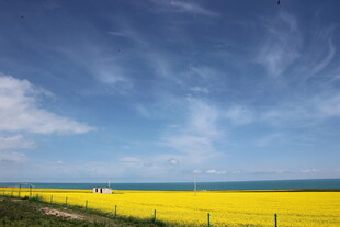 金黄花海与蓝天美景