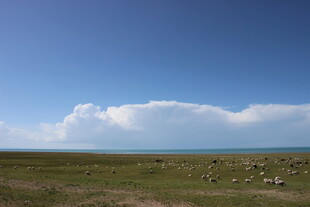 草原蓝天羊群美丽风光