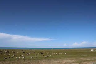 草原蓝天羊群的美丽风光