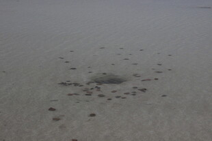 沙滩上的神秘圆形沙坑