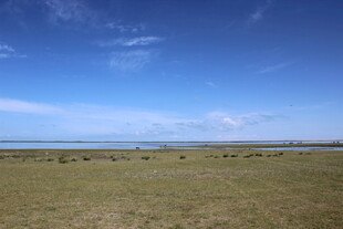 广袤草原与蓝天相映成趣