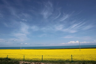 金黄花海与蓝天美景
